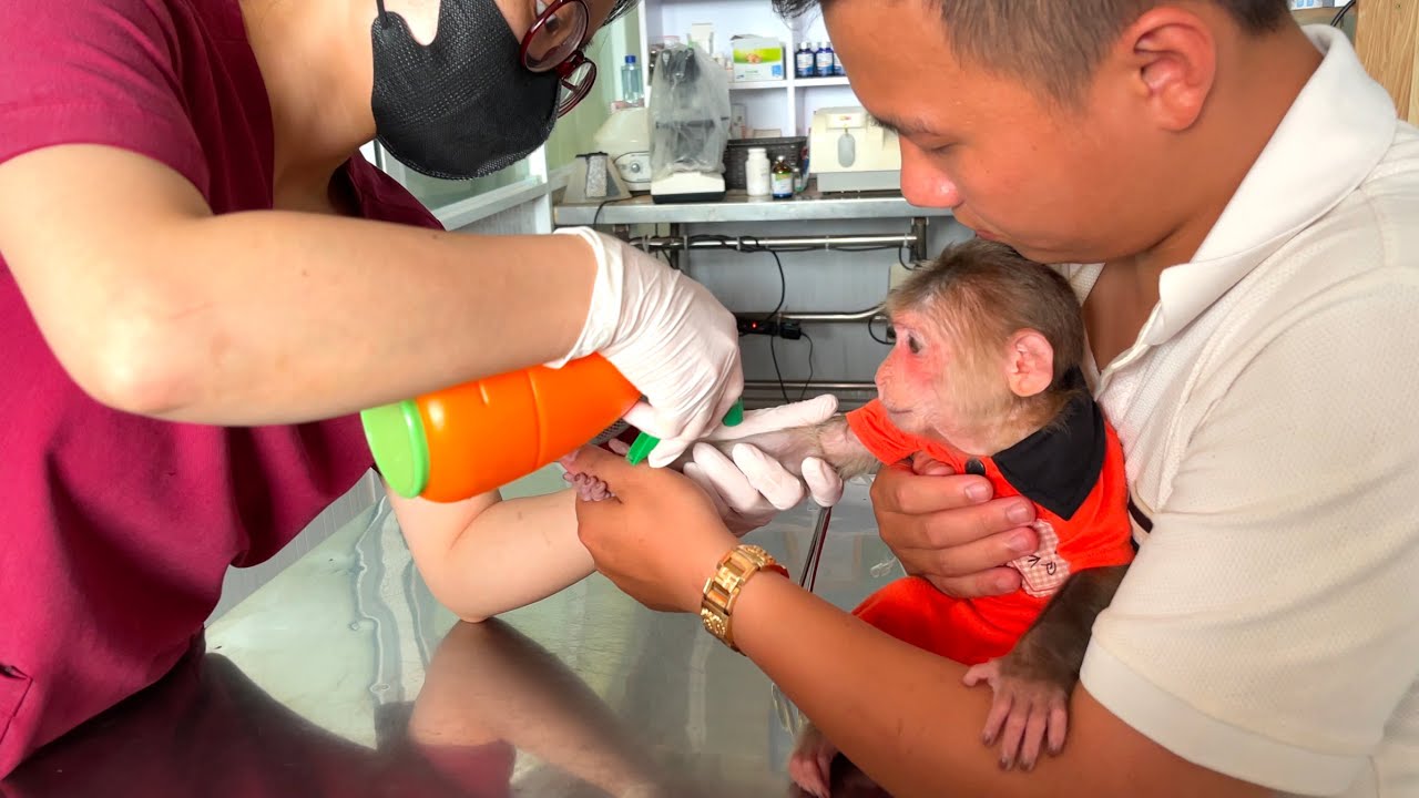 “Warning Shocking Video!” ⚠️ CUBIS Monkey Goes to Hospital