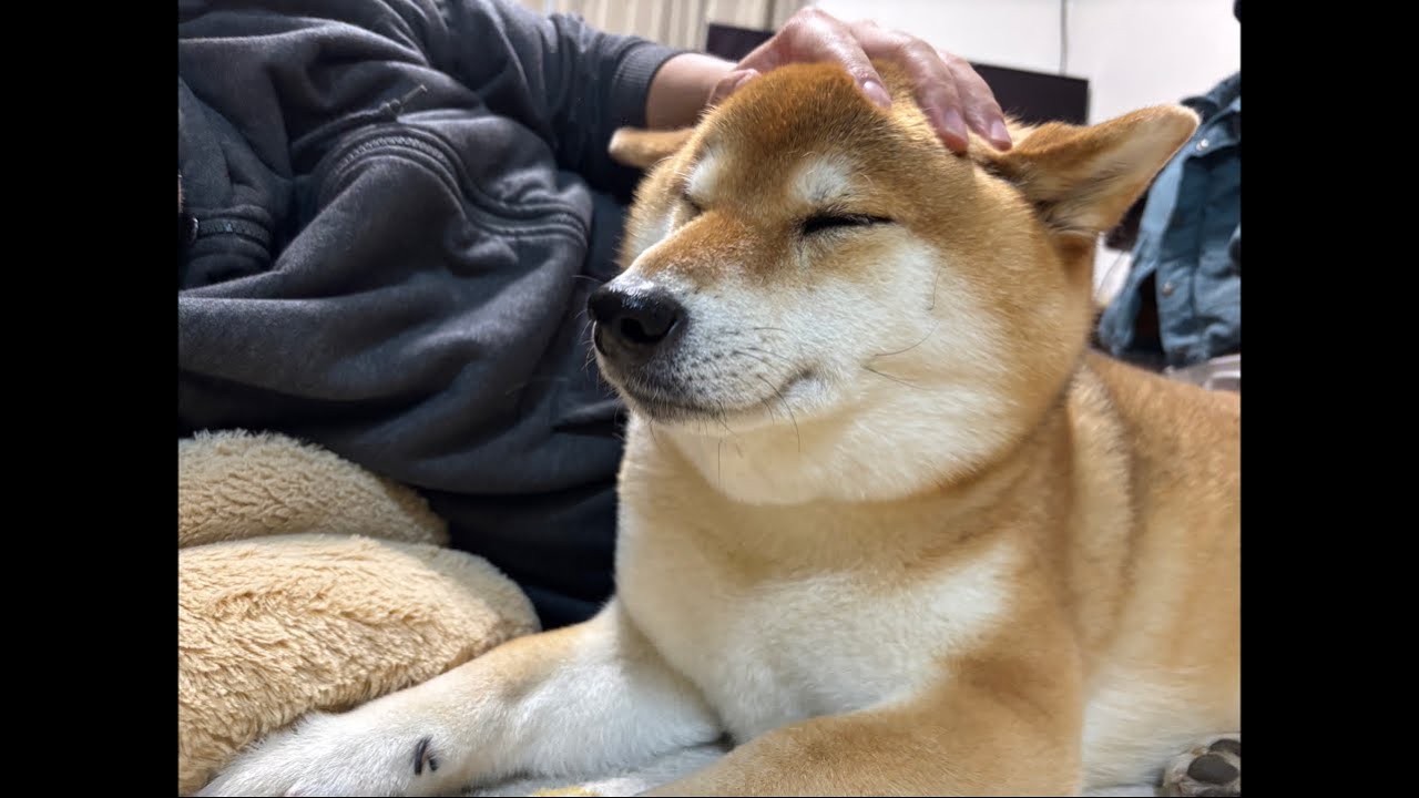ヘビー級柴犬よもぎ週末夜さんぽ🐕💨💨💨