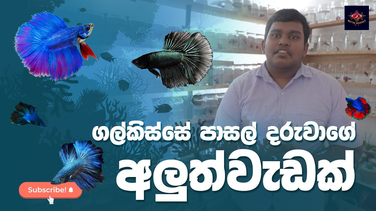 Betta Market Mt. Lavinia Introduction