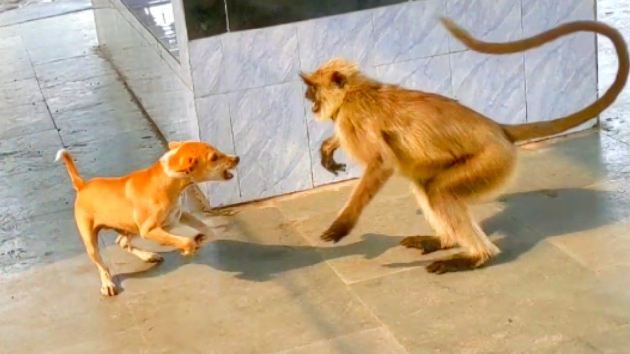 monkey vs dog. monkey vs dog . angry monkey.   monkey.dog vs monkey langoor.langur vs dog.