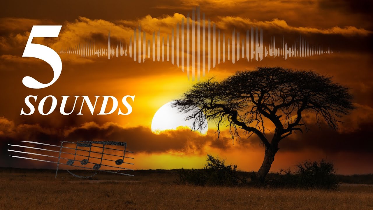 The 5 Most Iconic Sounds of Wild Africa: 
