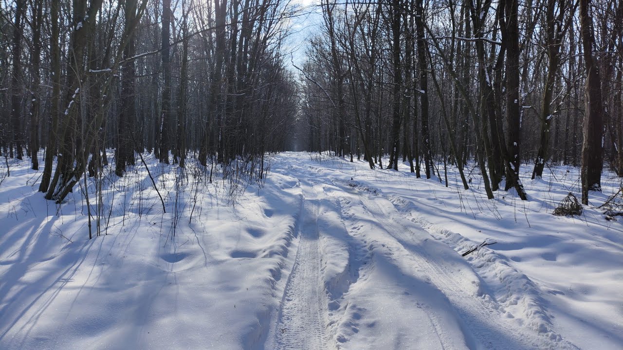 Зимовий ліс 2