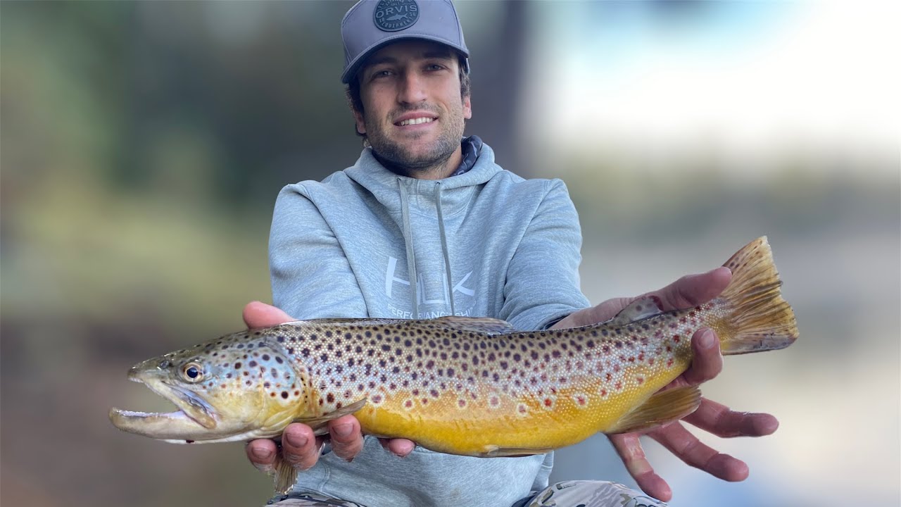 20 inch Brown Trout Caught AZ, 5 Species of Trout in One Weekend