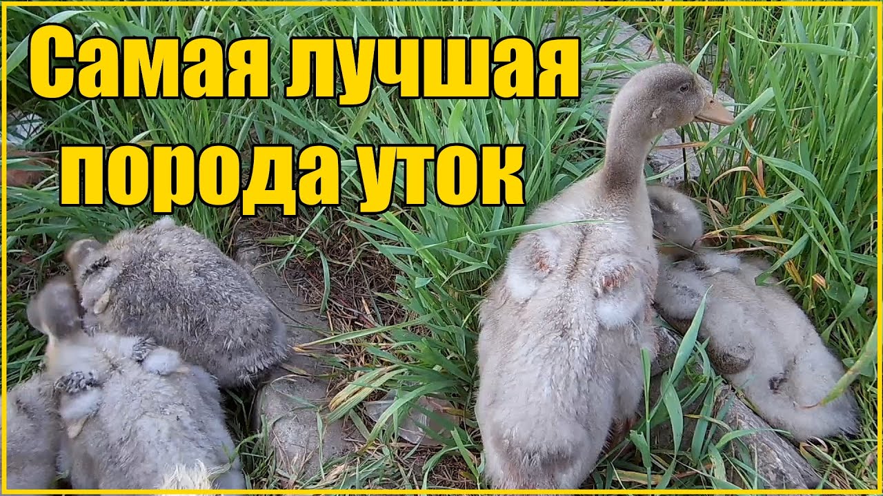 СУПЕР УТКИ - ГИГАНТЫ ГОЛУБОЙ ФАВОРИТ (3 кг за 60 дней) / САМАЯ ЛУЧШАЯ, ПРОДУКТИВНАЯ ПОРОДА УТОК