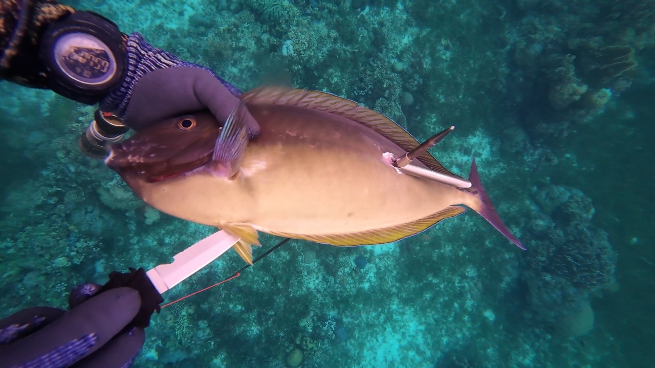 Ang Adlaw nga Nibiya ang akong Uhas (Shaft) Spear Fishing Panglao Bohol!