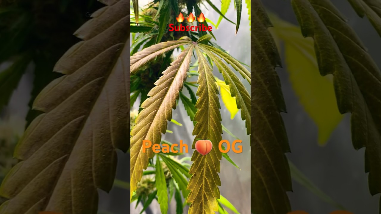 Peach 🍑 OG #breeder #exotic #grow #seeds LasVegas