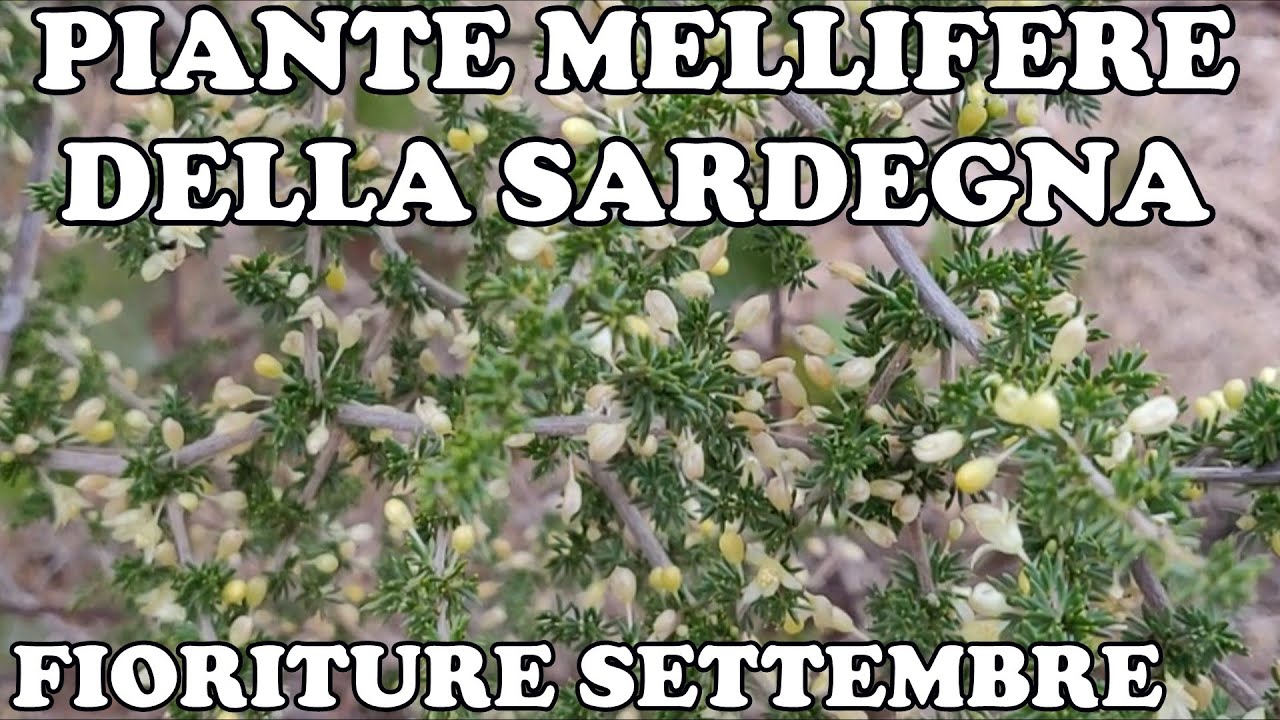 Piante Mellifere della Marmilla, Sardegna - Fioriture Settembre
