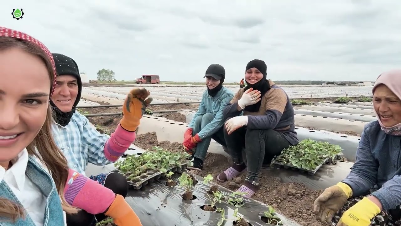 Cəlilabad rayonu çiyələk əkini