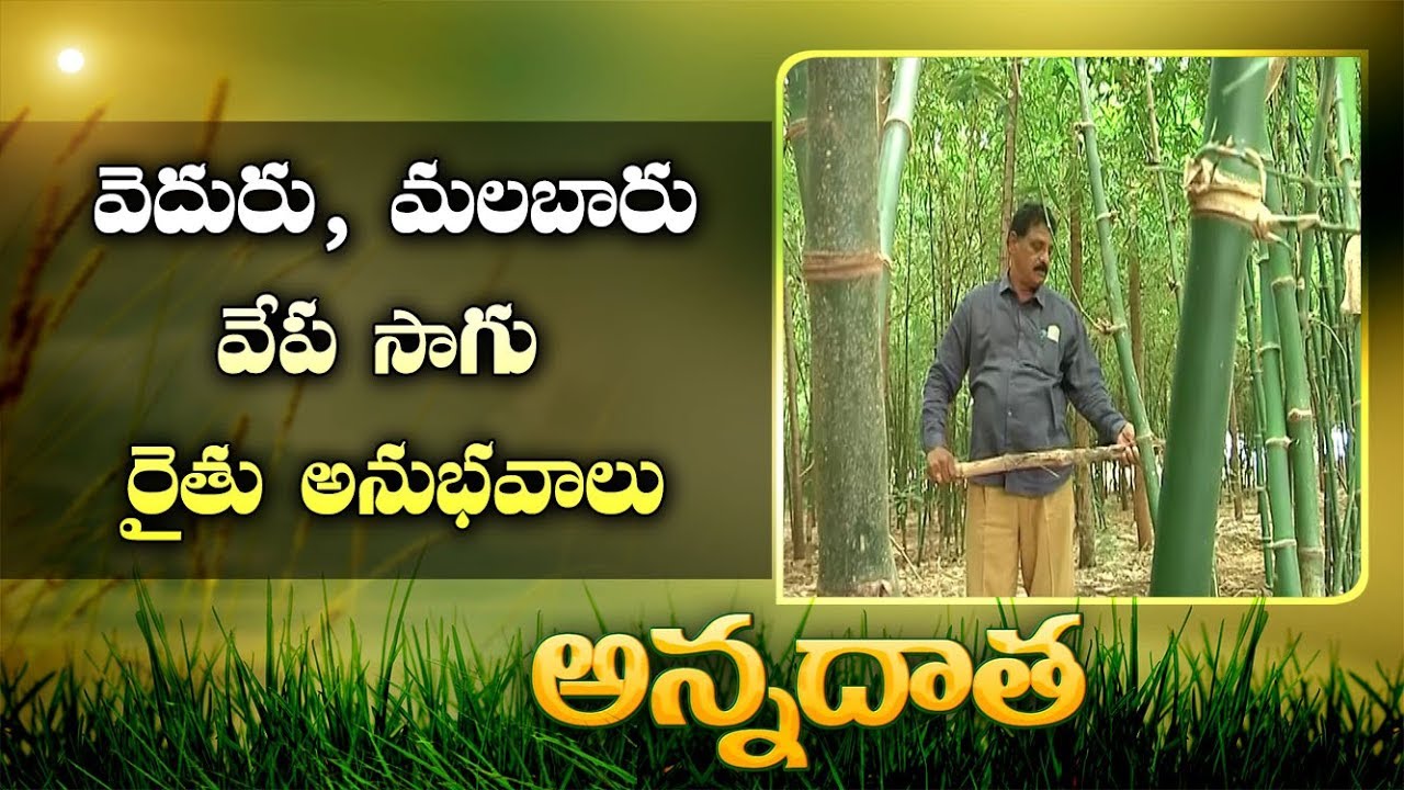 Bamboo & Malabar Neem Cultivation | by Kurnool Farmer