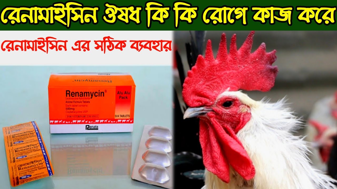 রেনামাইসিন ঔষধ এর সঠিক ব্যাবহার-রেনামাইসিন ঔষধ কি কি রোগে কাজ করে - Desi Murgi palan - Mayaz Agro