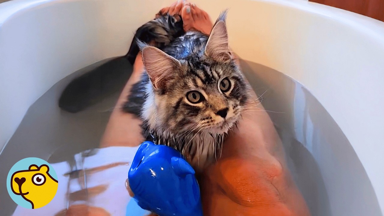 Huge Cat Thinks He’s A Bathtub Life Guard