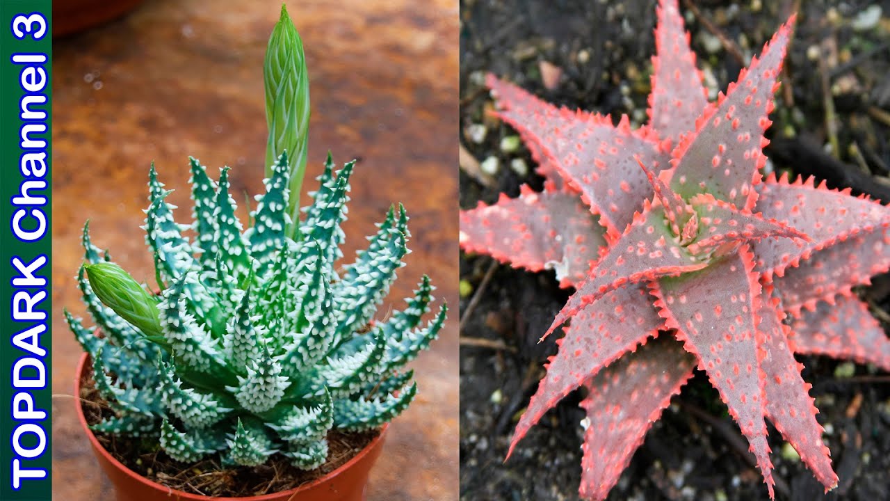 15 variedades de Aloes mas hermosos del mundo