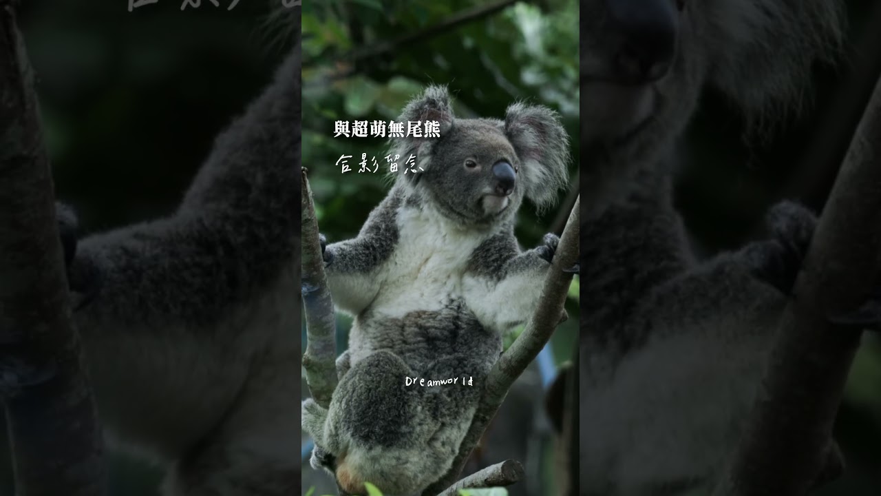 澳洲黃金海岸x布里斯本七日遊：擁抱陽光，探索昆士蘭的N種魅力！