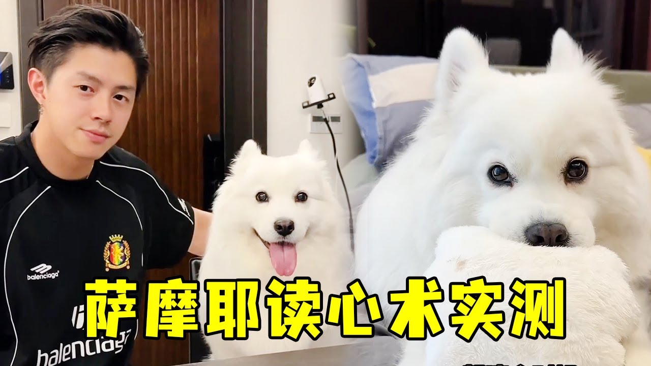 当你假装哭泣时，萨摩耶的反应绝了！科学证明：狗狗真的懂人类情绪！【叶 3】#萨摩耶