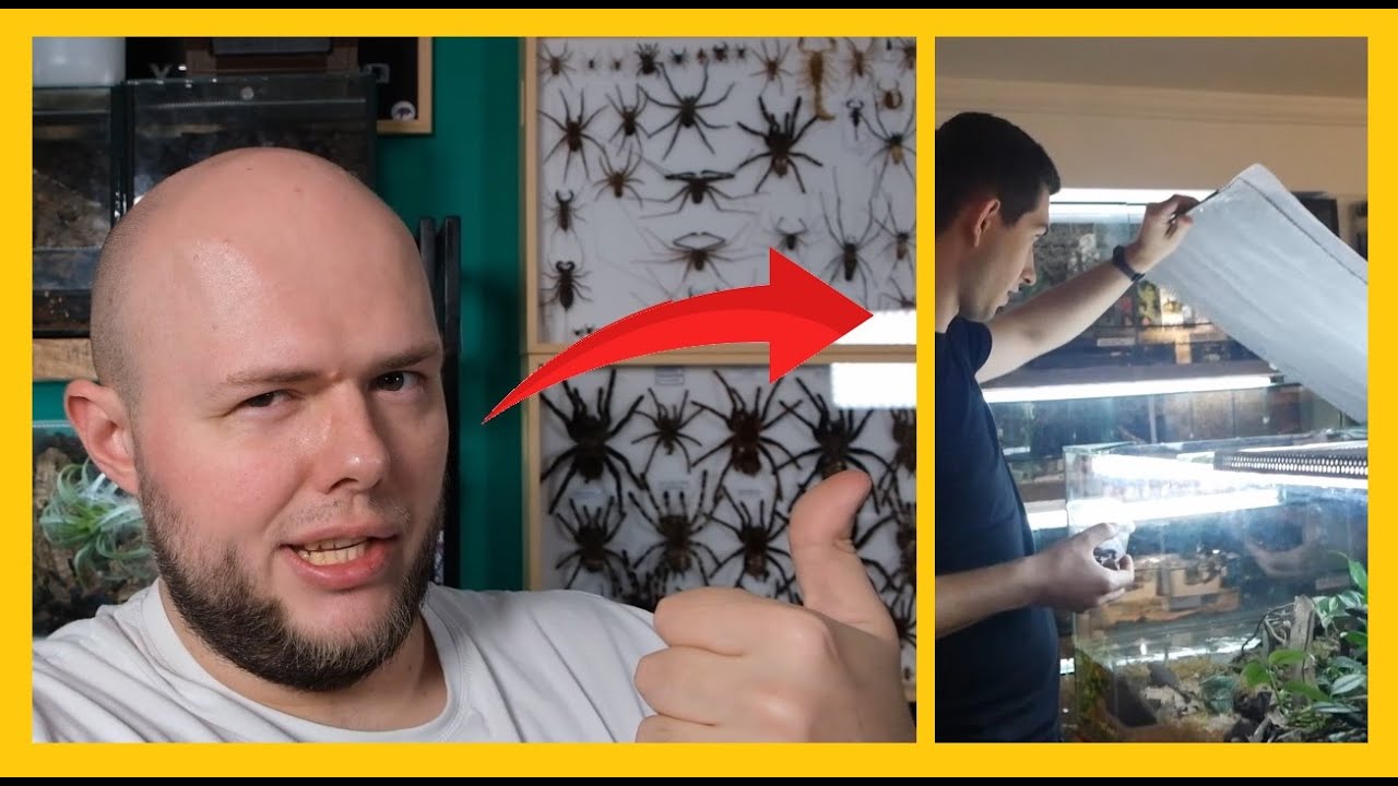 Wojtek z @Venomous Art dodaje nowe zwierzęta do Paludarium wielogatunkowego #6