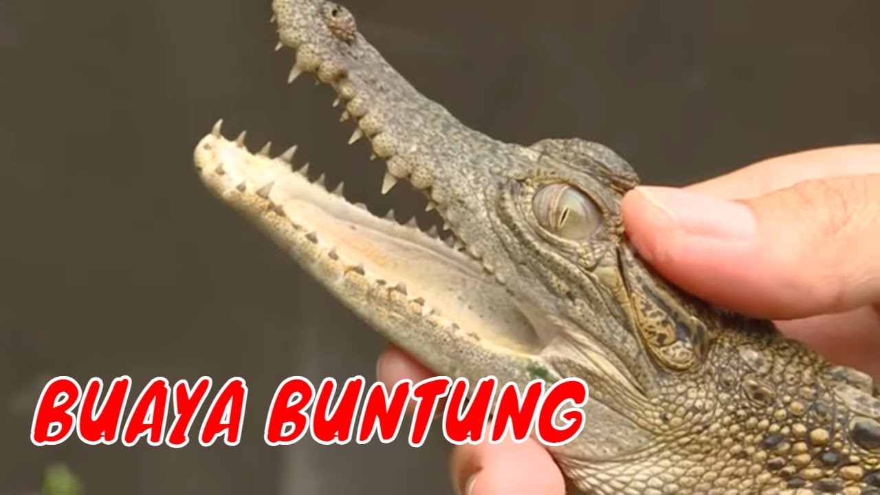 [FULL] BUAYA BUNTUNG & SOBAT BERBULU DARI PPOLANDIA | SI OTAN (20/12/21)