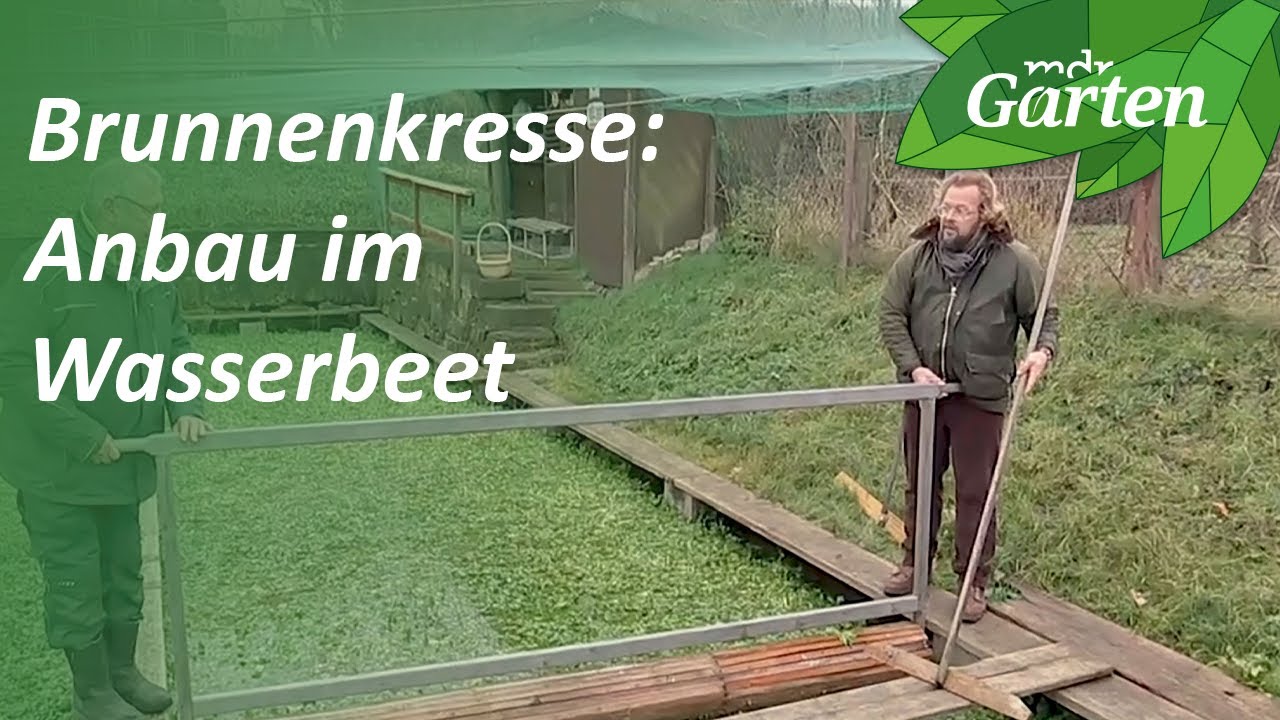 Brunnenkresse: Gemüse aus kaltem Wasser | MDR Garten