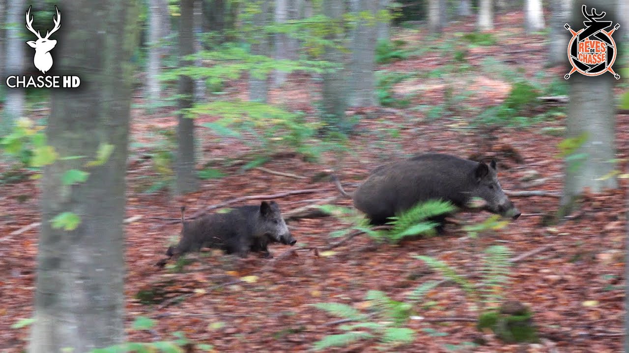CHASSE AUX SANGLIERS : UNE BATTUE EXCEPTIONNELLE AVEC 100% DE RÉUSSITE !!!