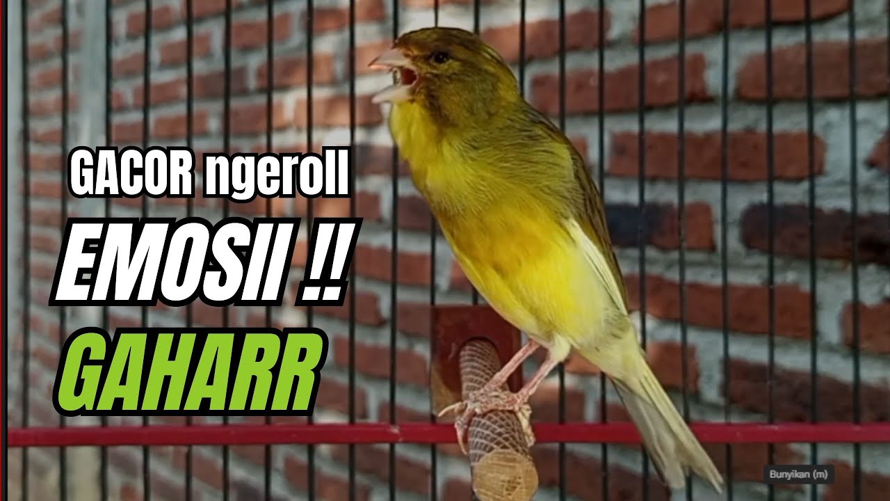Masteran KENARI GACOR ngeroll panjang,Cuit Cuit Emosi AMPUH bikin kenari nyaut ,Masteran MURAI BATU