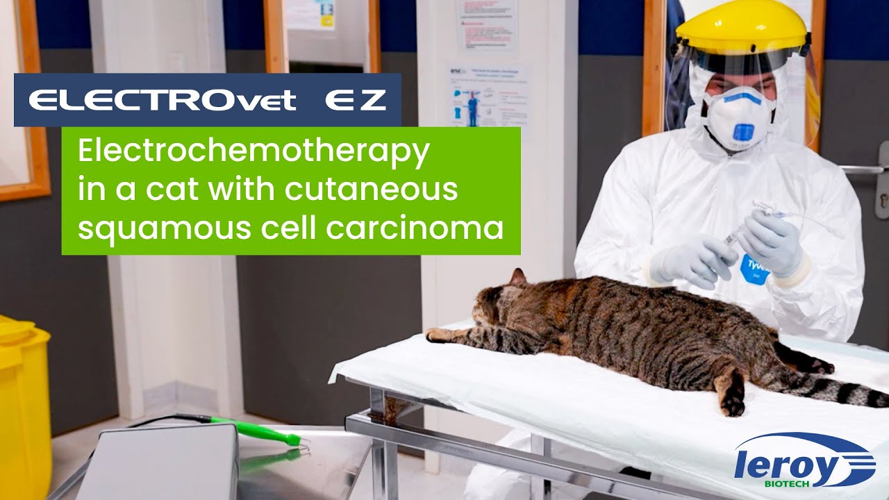Electrochemotherapy in a cat with cutaneous squamous cell carcinoma with an ELECTROvet EZ V4.0