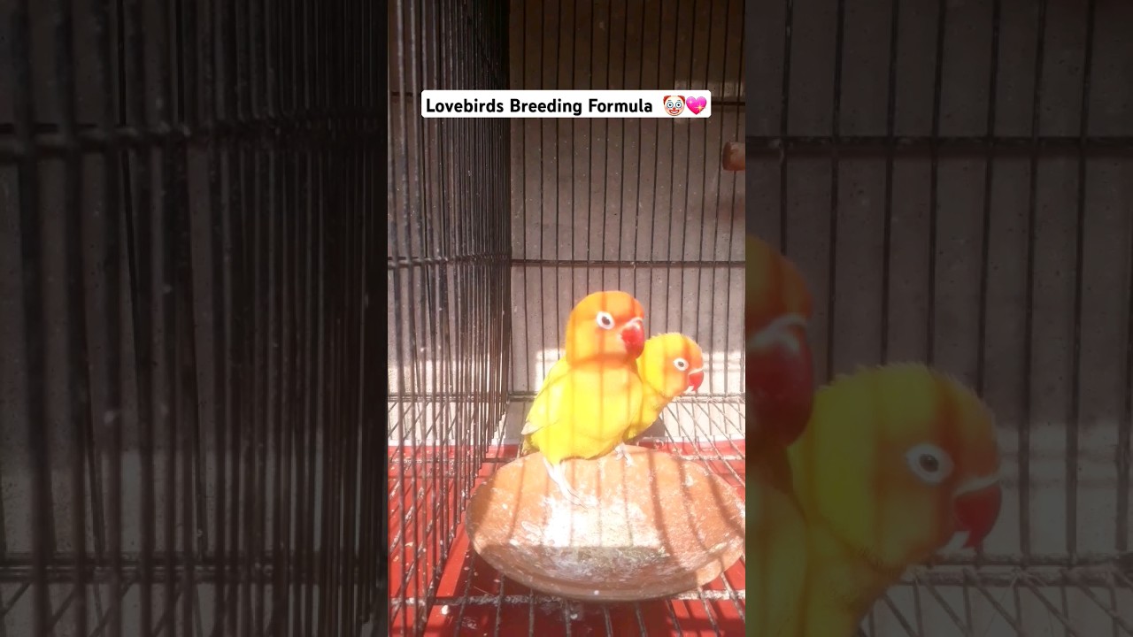 💛 Love bird breeding formula | how to produce love birds