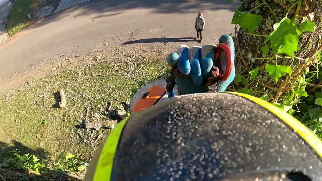Some wood/some climbing. Part 3 Maple removal, raw footage.  #pnw #arborist #oneearthtreecare 