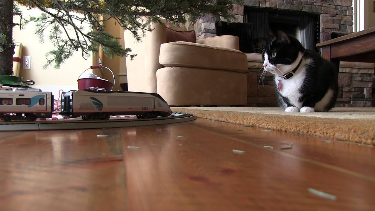 The Cat and the Train