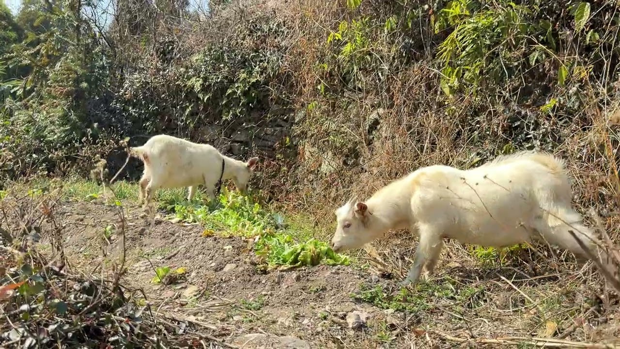 Huangtandong village in yandang mountain