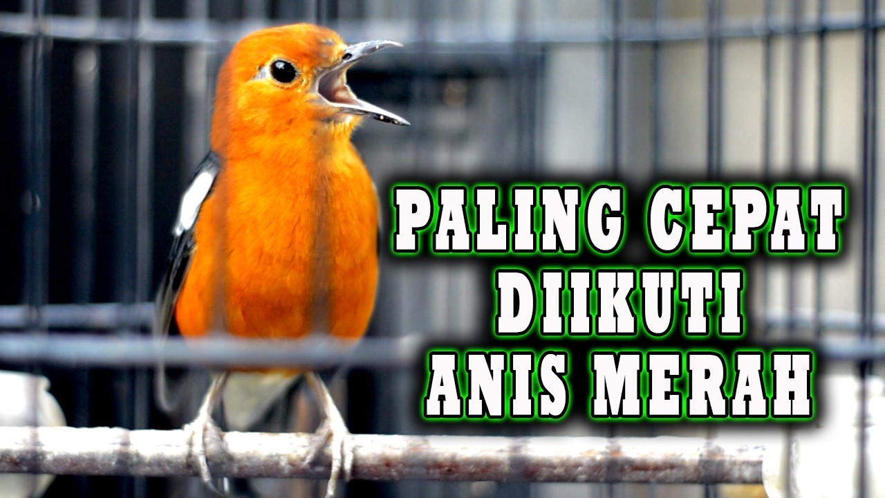 ANIS MERAH GACOR NGPLONG PALING CEPAT DIIKUTI ANIS MERAH LAIN #anismerah