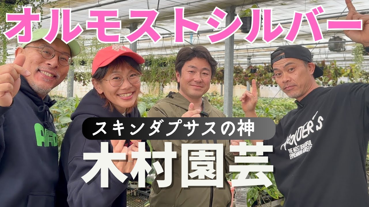 【木村園芸】観葉植物100種生産《そう言う事だったの》オルモストシルバーの謎が解明
