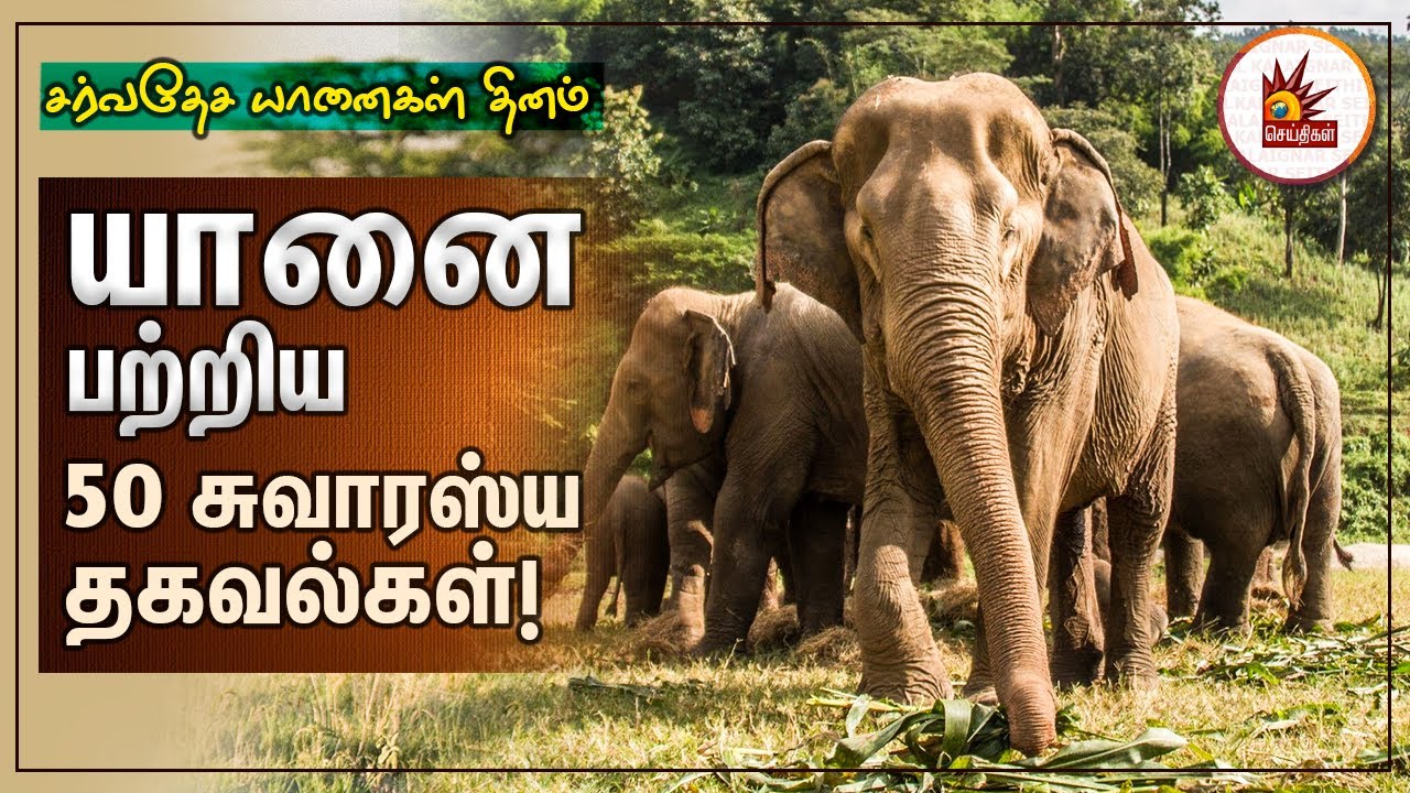 50 Interesting facts about elephant | யானை பற்றிய 50 சுவாரஸ்ய தகவல்கள்