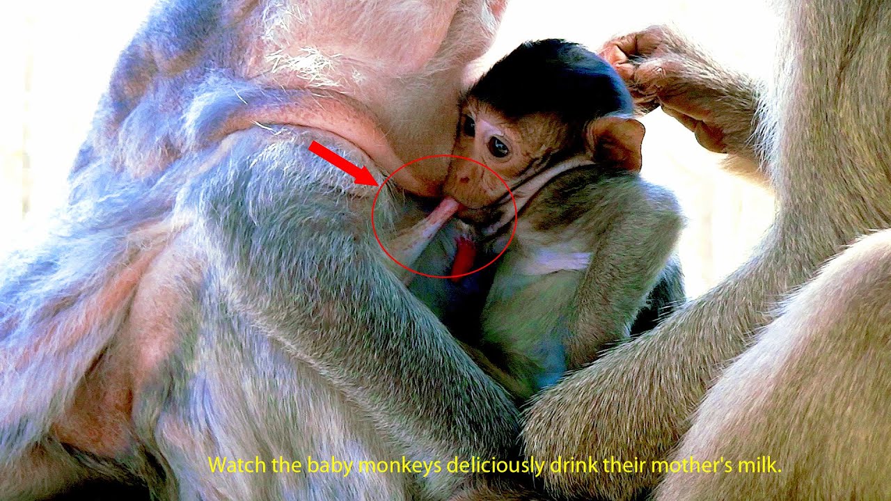 Watch the baby monkeys deliciously drink their mother's milk.