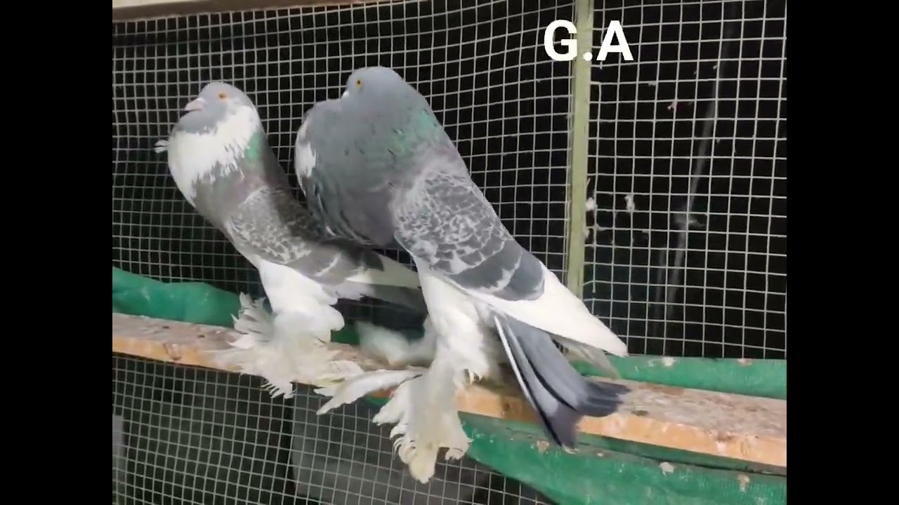 How to Breed and Care for Pomeranian Pouter Pigeons with Checkered Patterns
