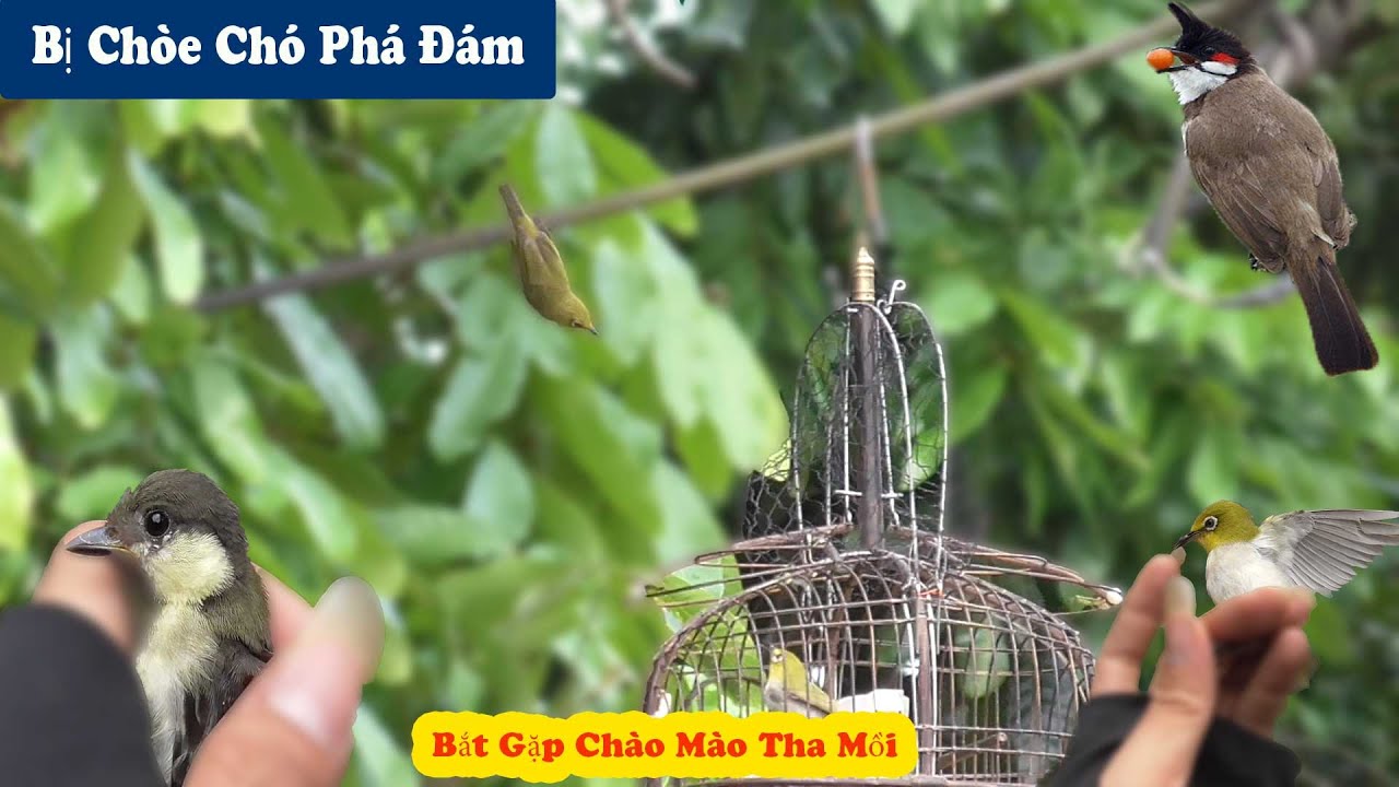 Bẫy Chim Khuyên Bị Chòe Chó Phá Đám Và Vô Tình Bắt Gặp Chim Chào Mào Đang Tha Mồi // Chiến Ơi