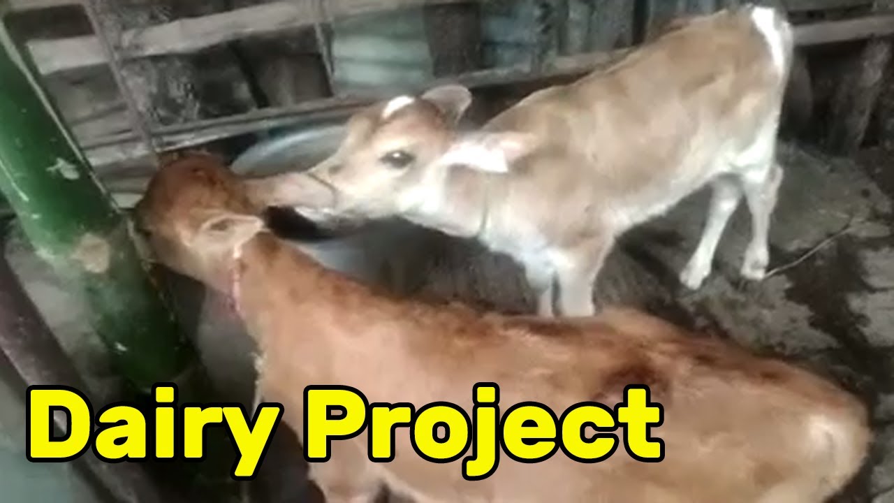 Dairy Project | Cows and Calves | Khamar Bari Agro | Home of Cow Lovers
