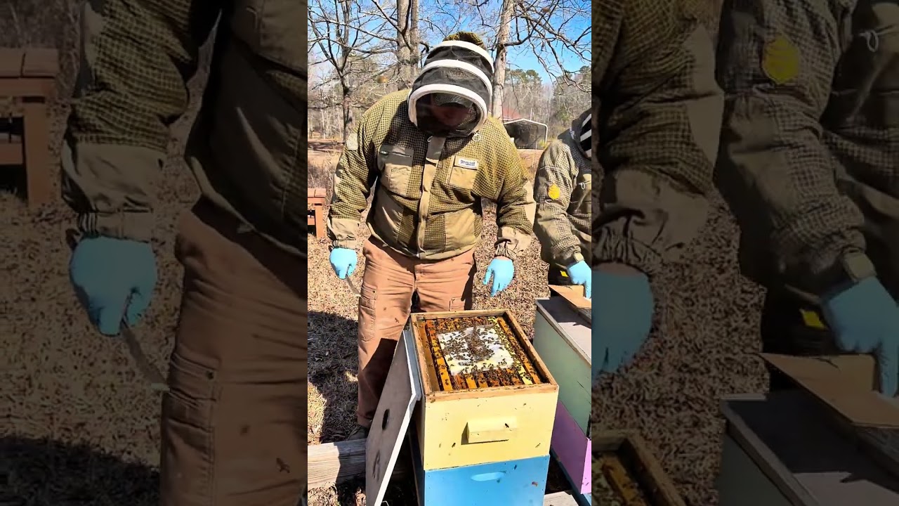Checking our bees after the cold winter. 