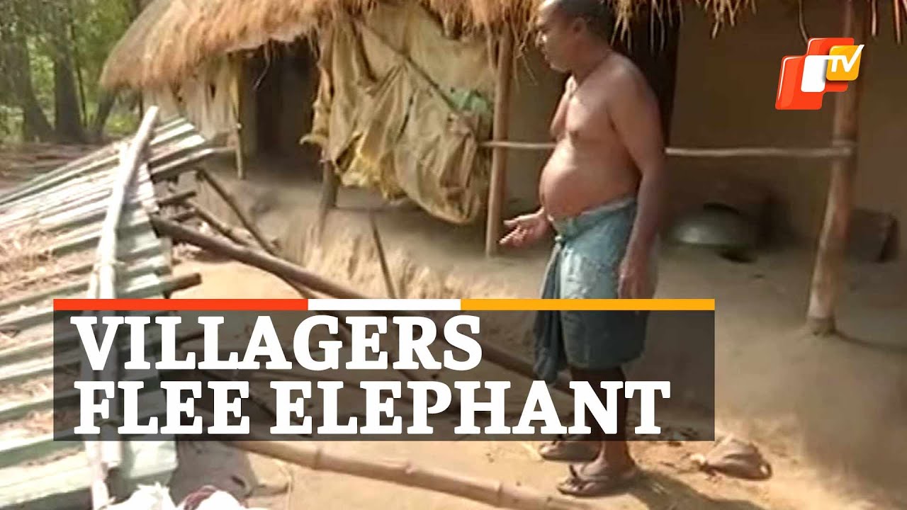 Elephant Menace: Families Flee Villages In Odisha&rsquo;s Balasore | OTV News