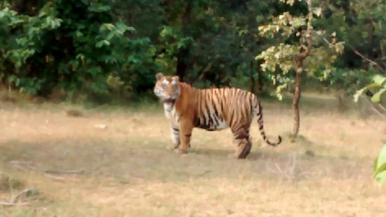 biggest cat in india in bandhavgarh