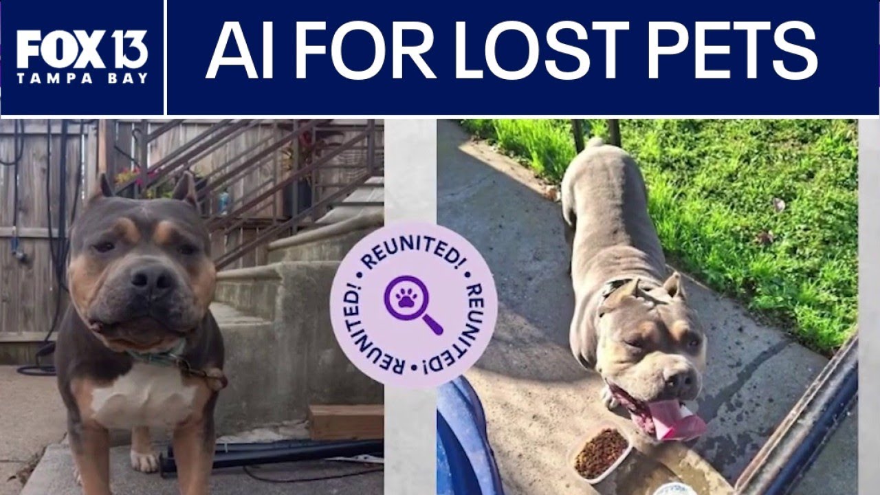 AI is helping lost pets return home