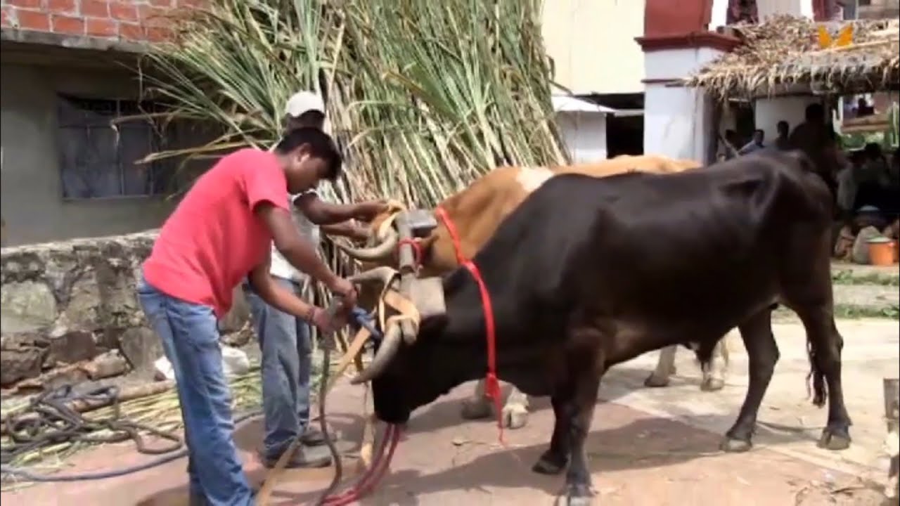 Dia del Campesino en Talea de Castro Oaxaca