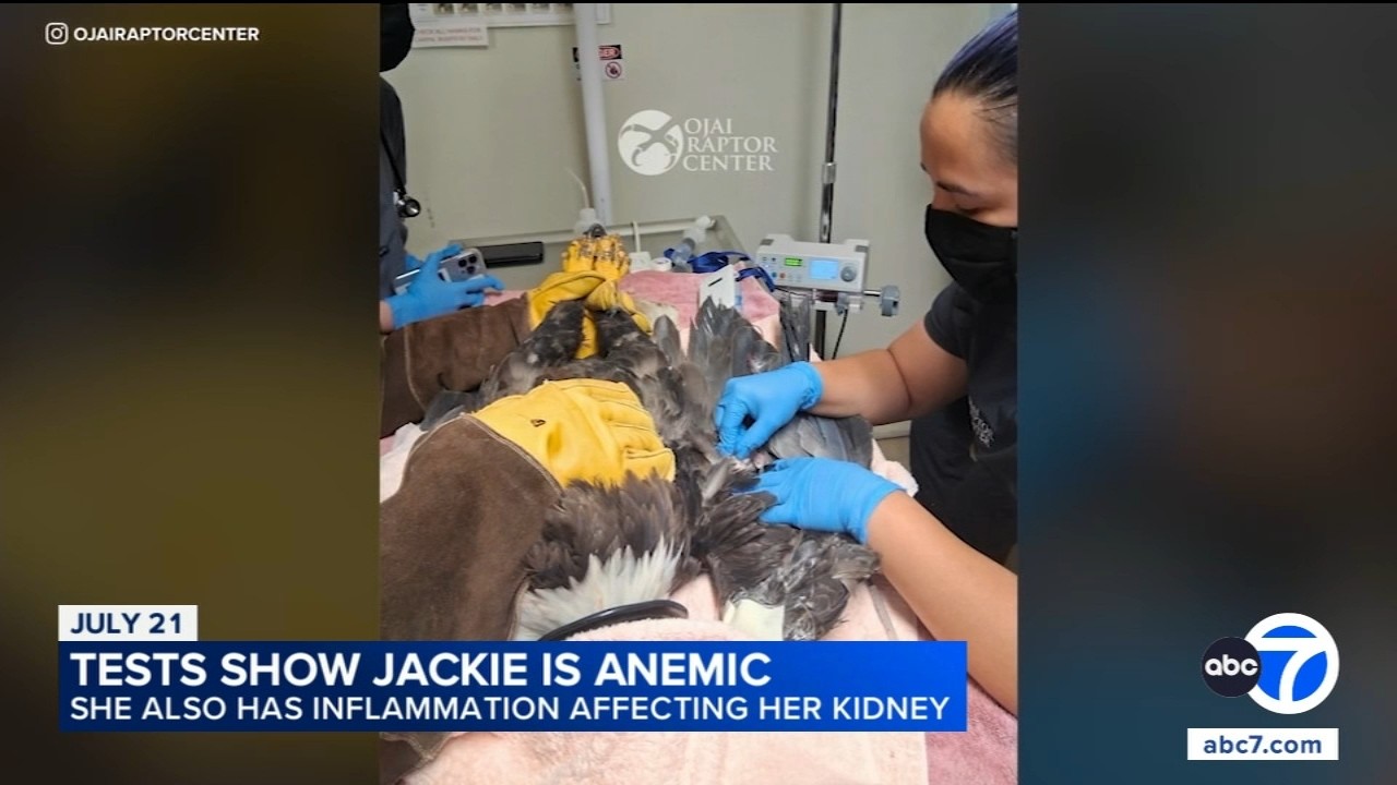 Timeline of bald eagle Jackie's medical treatment following rescue in Big Bear