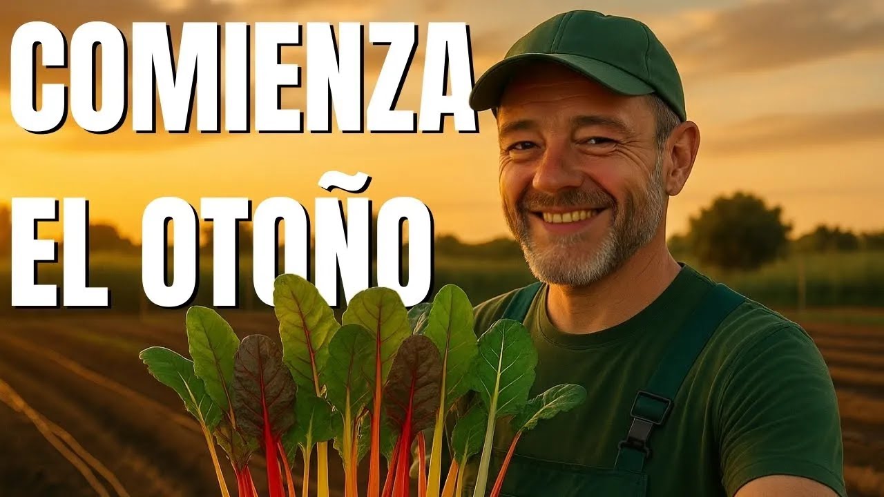 Llega el otoño al huerto  trasplantes y nuevos cultivos a pesar de ser agosto