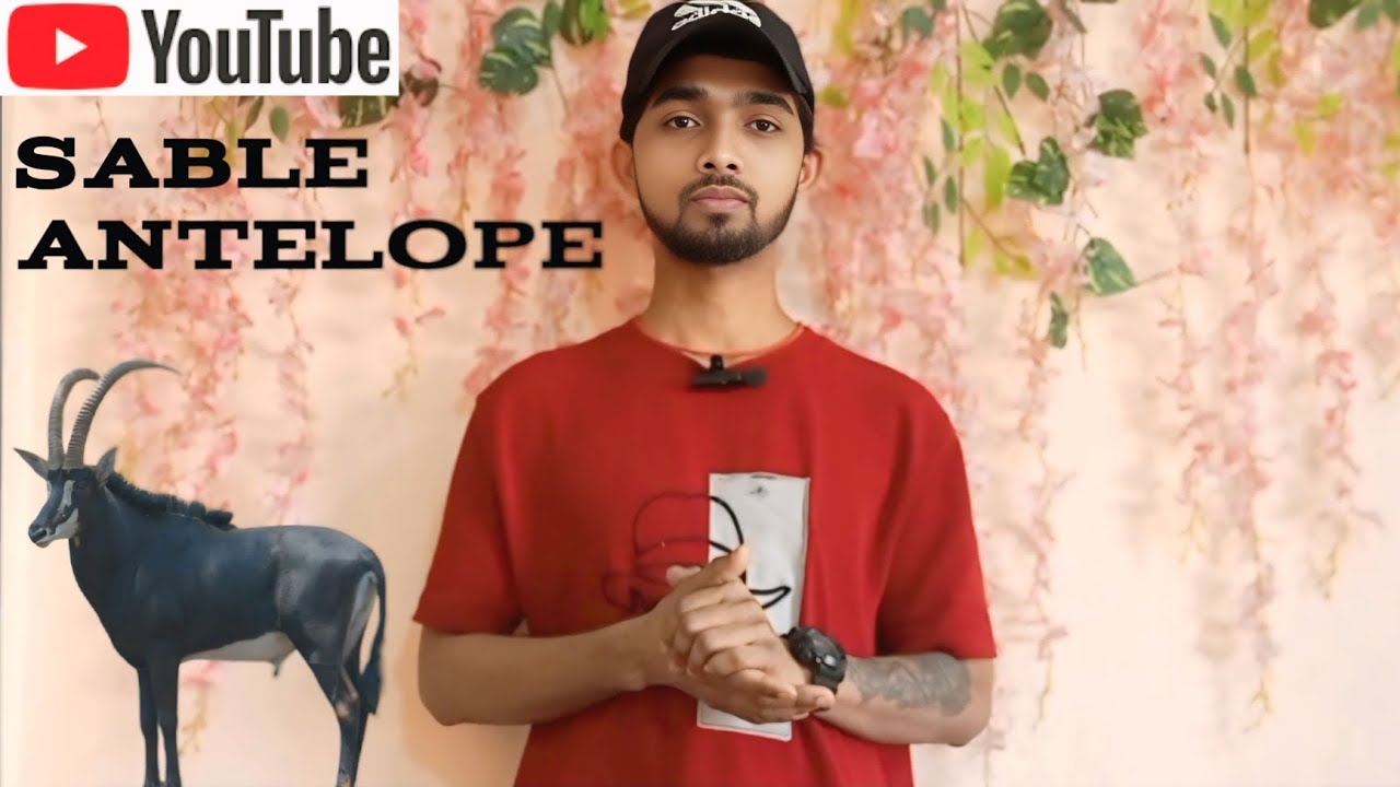 The sable antelope is an arboreal animal that may chew bones, although it mostly eats fresh leaves.