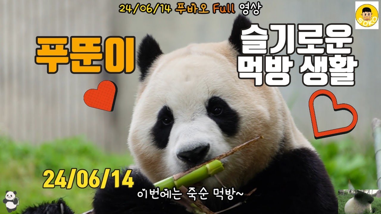 푸뚠이의 슬기로운 먹방 생활~240614