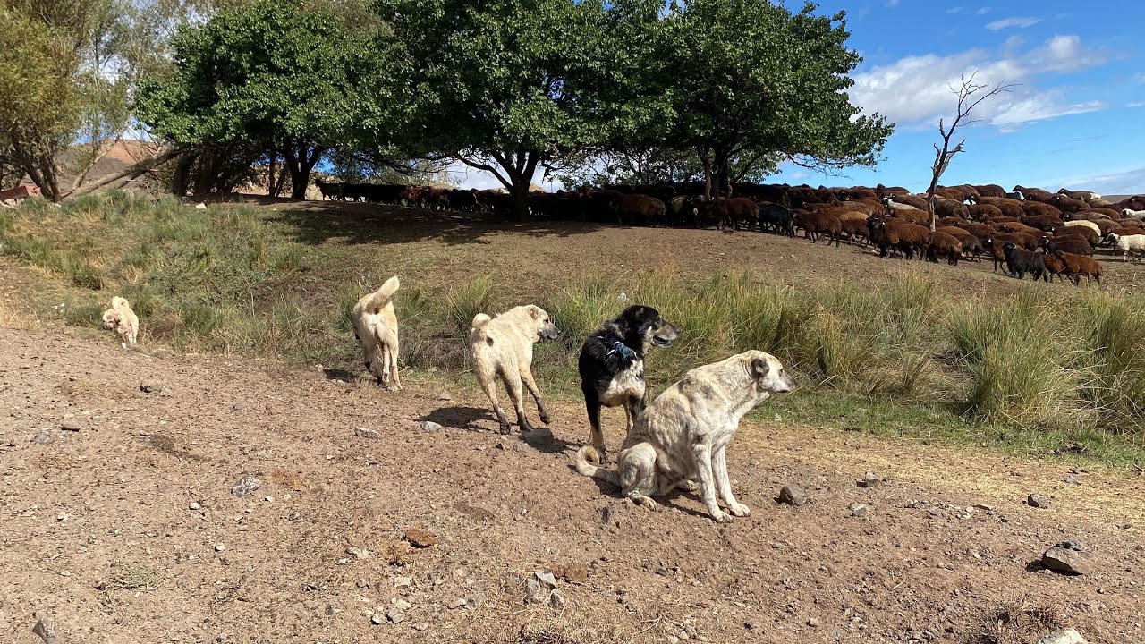 DİŞİ KÖPEK İÇİN KÖPEKLERİN KAVGASI KARA DEMLİKTE ÇAY.