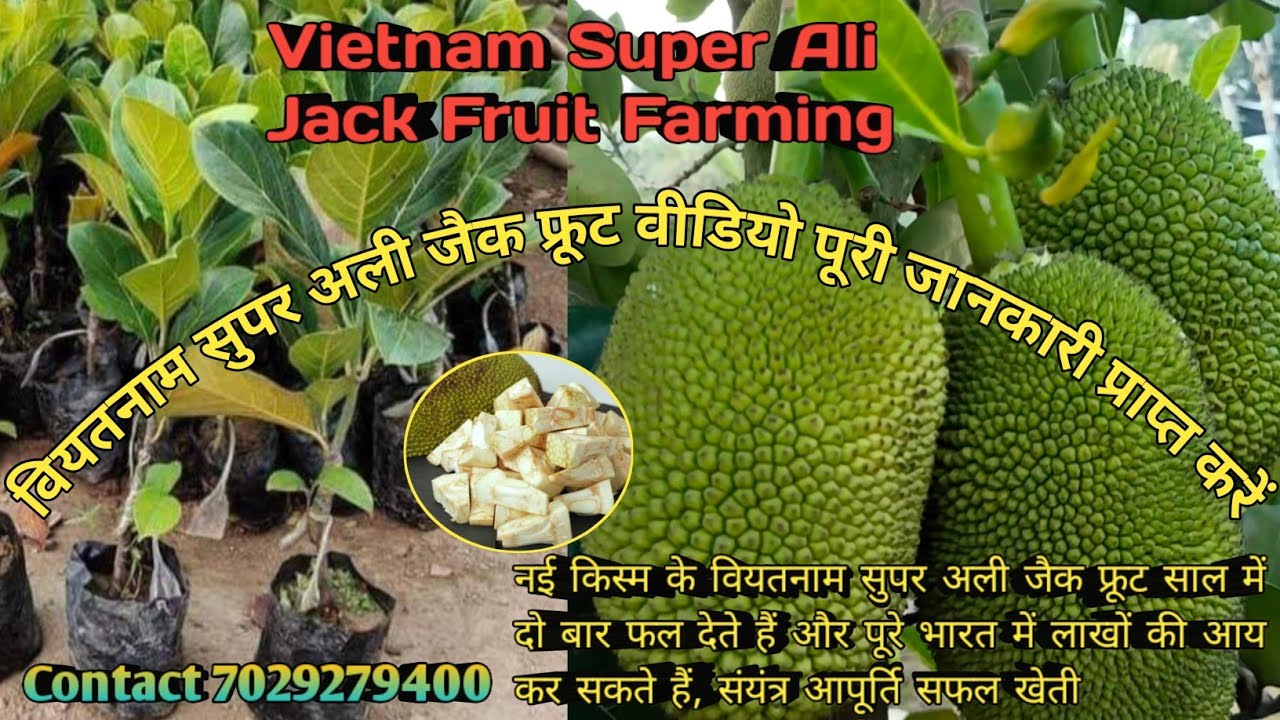 Vietnam Super Early Jackfruit Farming || All Time Jackfruit, Full Information Contact 7029279400