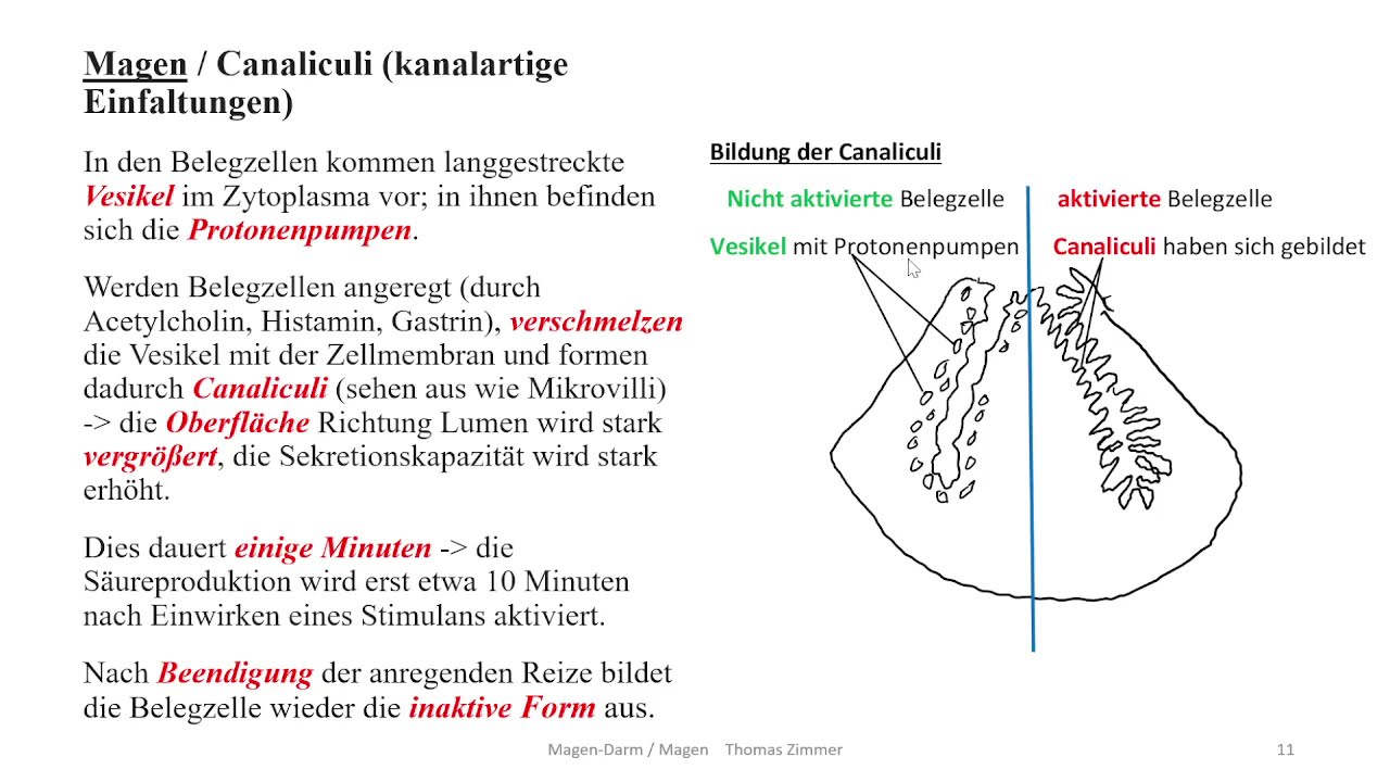 (Patho-) Physiologie: Magen Darm 2 Magen