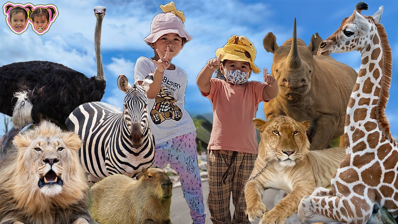 สวนสัตว์ ศรีอยุธยา ไลอ้อน ปาร์ค คลิปเต็ม | สวนสัตว์อยุธยา | (ข้าวหอม ข้าวตัง ตัวกลม)