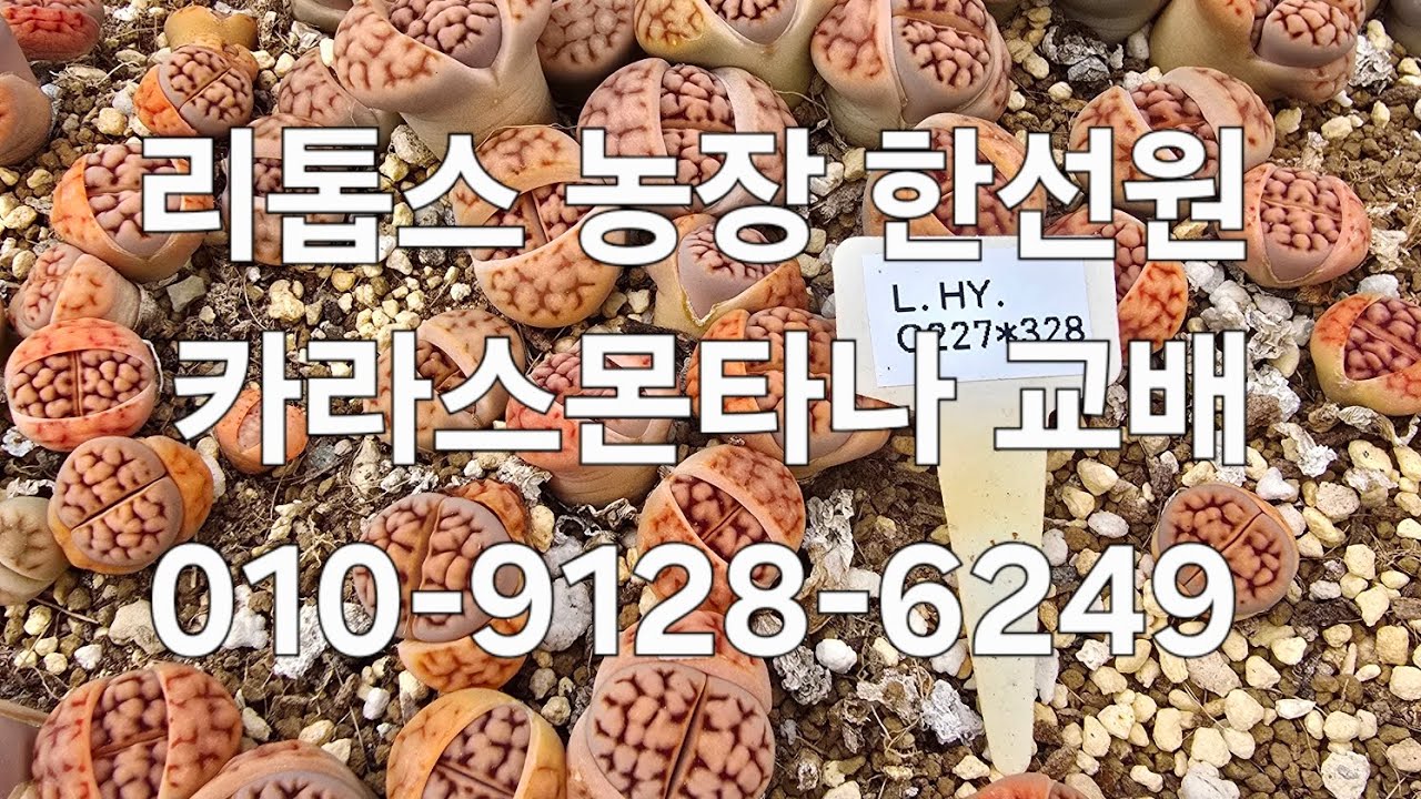리톱스 농장 한선원 #다육식물 #다육 #다육이 #다육이키우기 #리톱스 #다육이화분 #리톱스키우기 #아프리카식물 #반려식물 #미니식물 