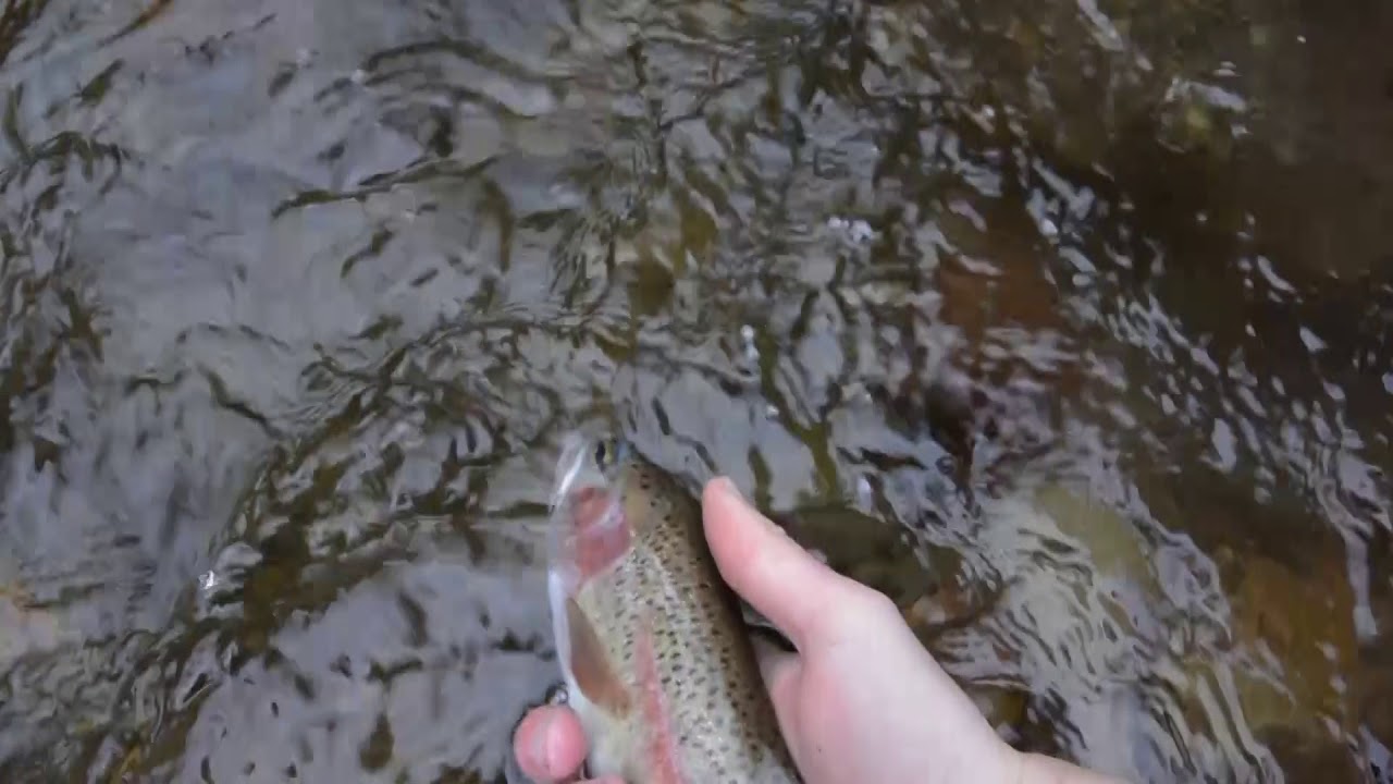 Twigging for Trout - Fly Fishing Victorian Streams